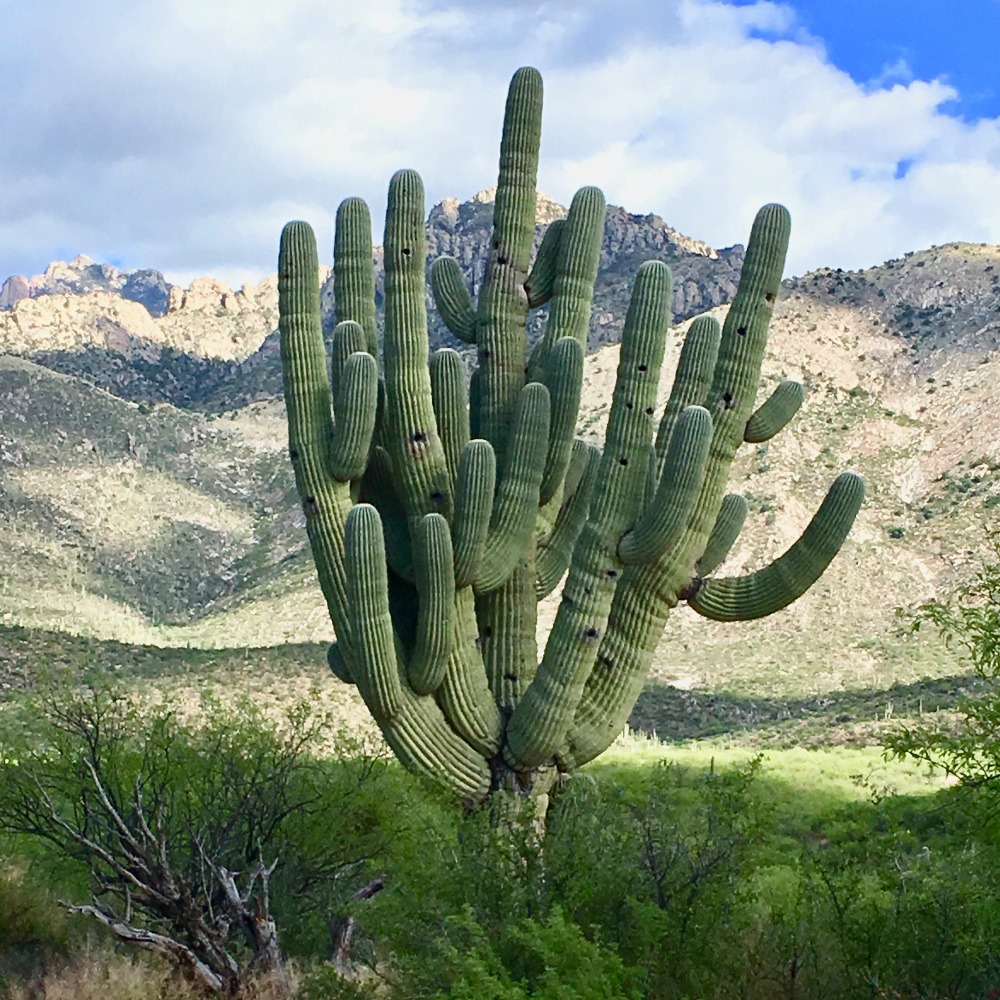 Meet your Posher, Ann